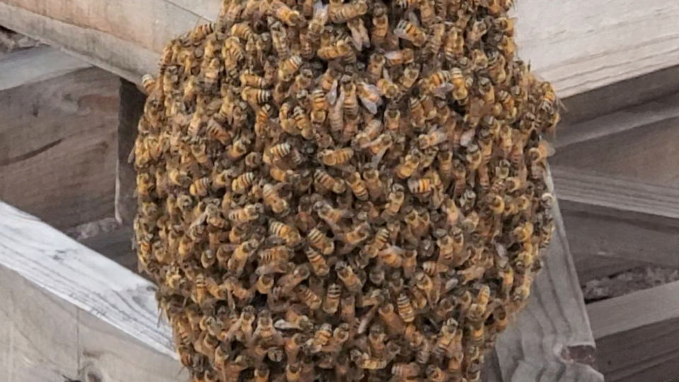 Bee Rescue 5/1/2025